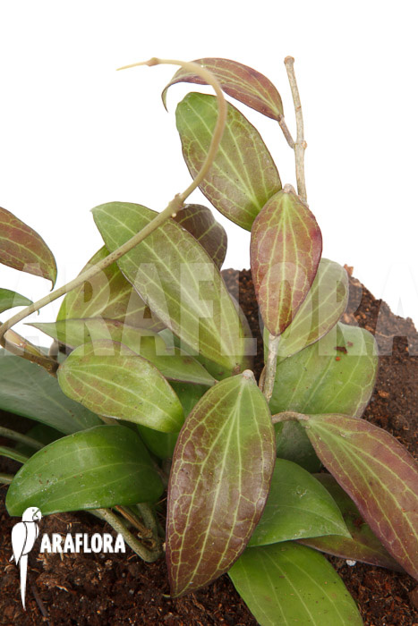 Hoya merrillii long leaf &lsquo;L&rsquo;