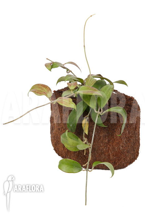 Hoya merrillii long leaf &lsquo;L&rsquo;