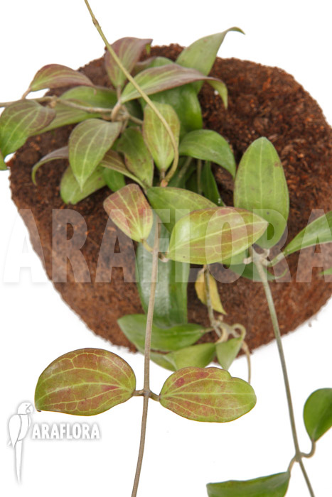 Hoya merrillii long leaf &lsquo;L&rsquo;