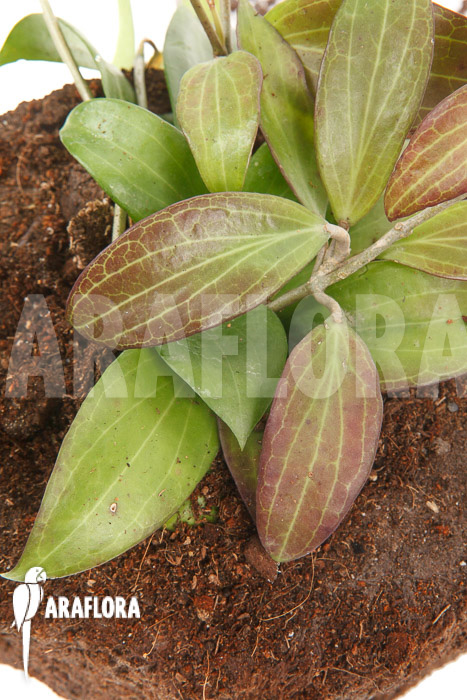 Hoya merrillii long leaf &lsquo;L&rsquo;