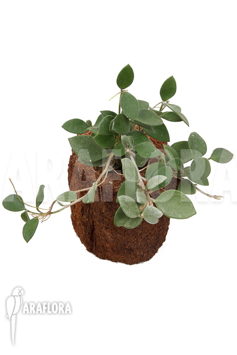 Hoya nummularioides &lsquo;M&rsquo;