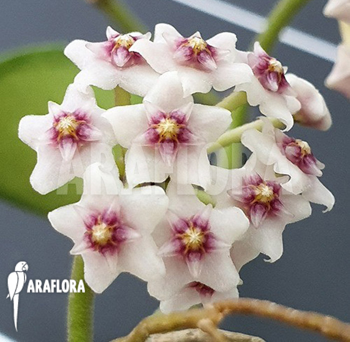 Hoya nummularioides &lsquo;S&rsquo; flower