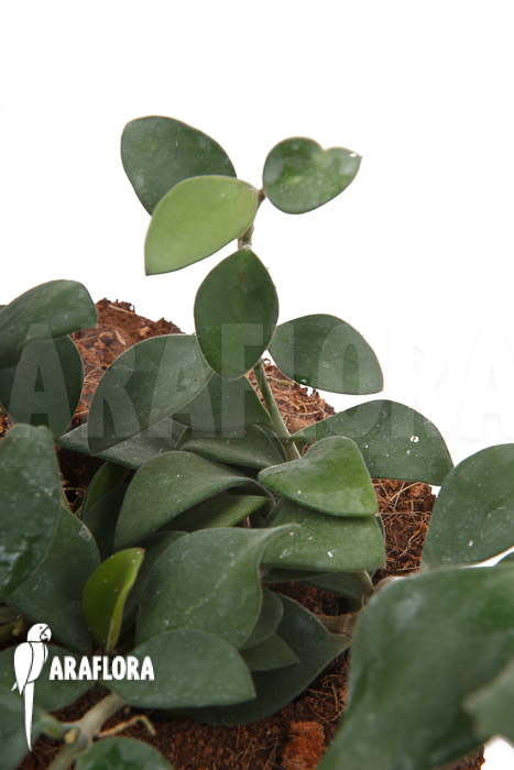 Hoya nummularioides &lsquo;S&rsquo;