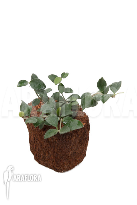 Hoya nummularioides &lsquo;S&rsquo;