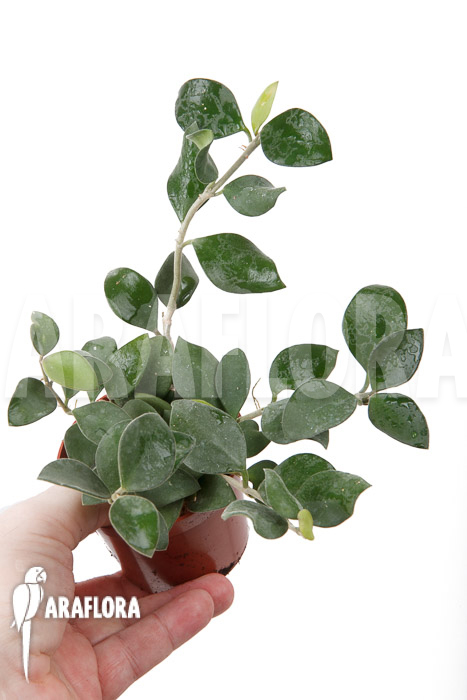 Hoya nummularioides &lsquo;S&rsquo;