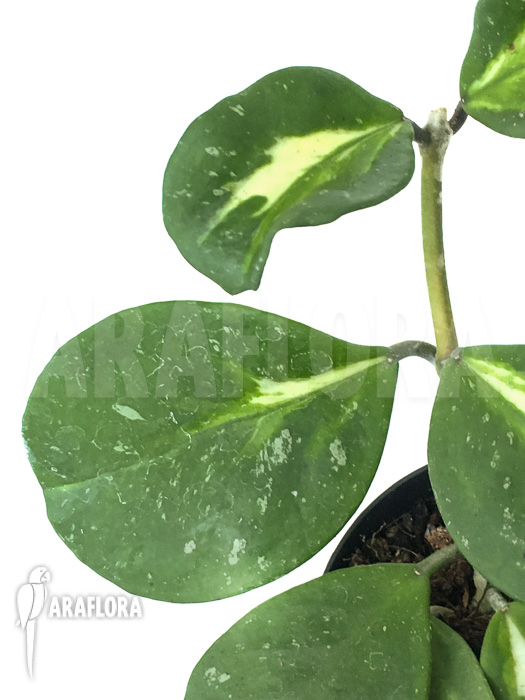 Hoya obovata variegated &lsquo;Splash&rsquo;