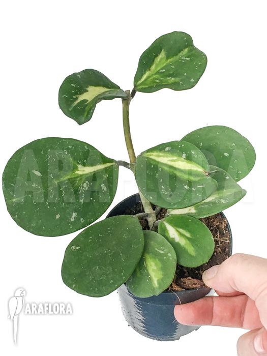 Hoya obovata variegated &lsquo;Splash&rsquo;