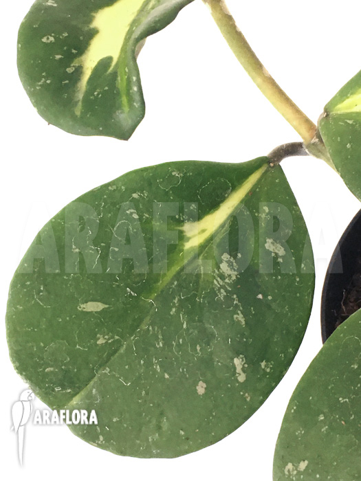 Hoya obovata variegated &lsquo;Splash&rsquo;