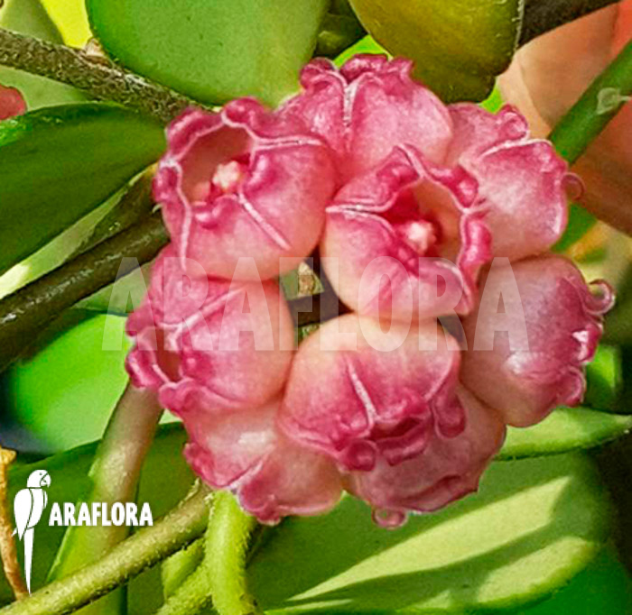 Hoya pachyclada flower