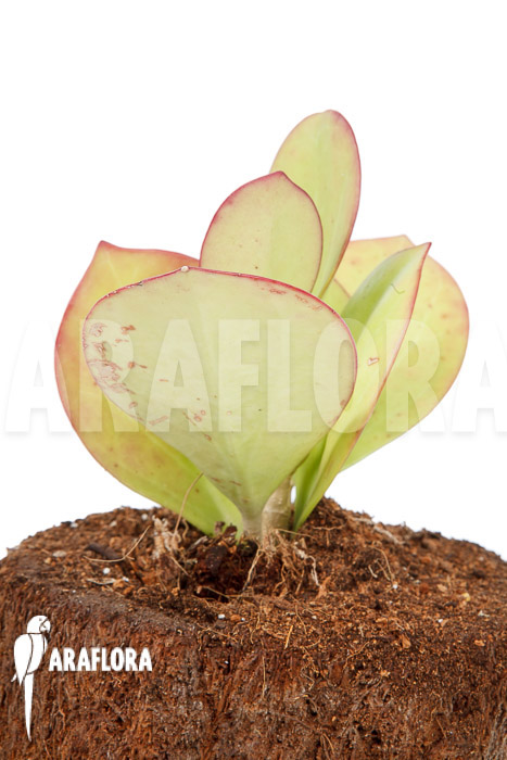 Hoya pachyclada &lsquo;Pink Leaf&rsquo;