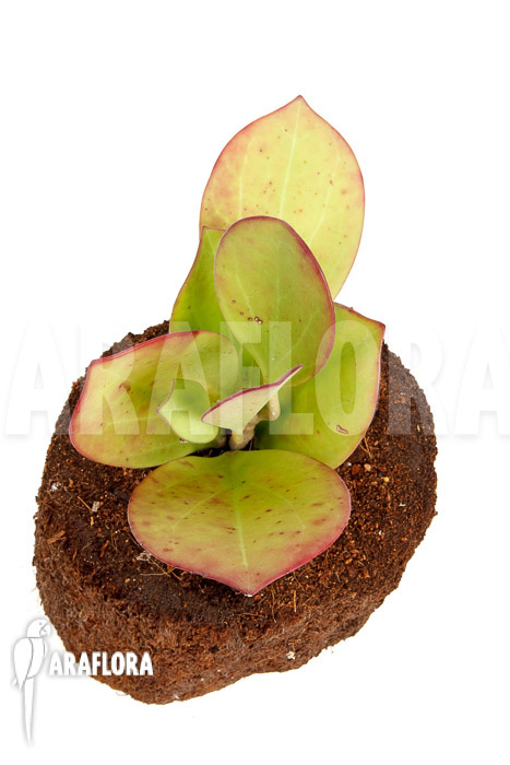 Hoya pachyclada &lsquo;Pink Leaf&rsquo;