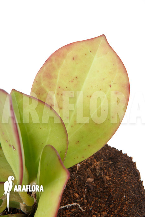 Hoya pachyclada &lsquo;Pink Leaf&rsquo;