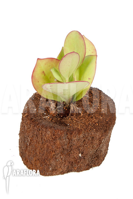 Hoya pachyclada &lsquo;Pink Leaf&rsquo;