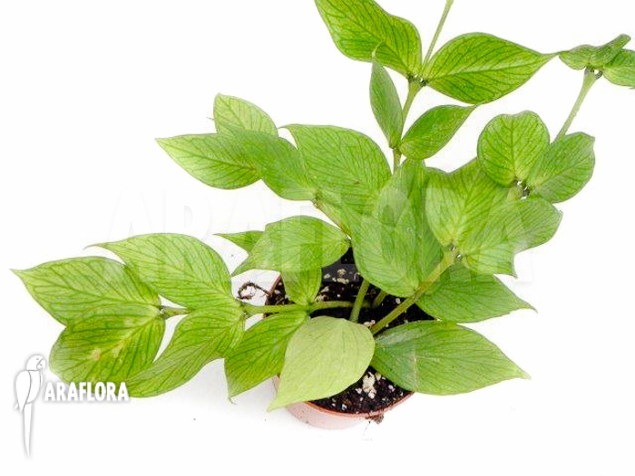 Hoya polyneura &lsquo;M&rsquo;