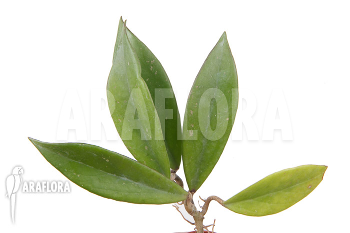 Hoya pubicalyx &lsquo;Royal Hawaii purple&rsquo;