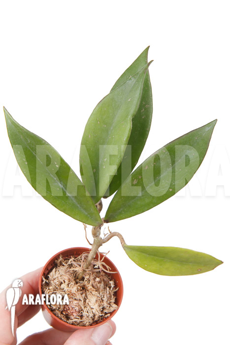 Hoya pubicalyx &lsquo;Royal Hawaii purple&rsquo;