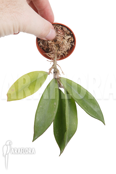 Hoya pubicalyx &lsquo;Royal Hawaii purple&rsquo;