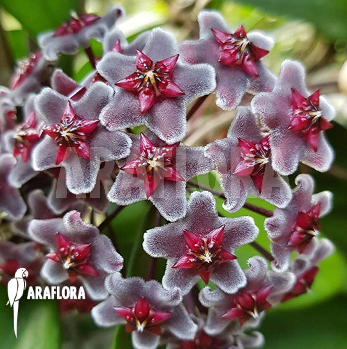 Hoya pubicalyx &lsquo;Royal Hawaii purple&rsquo; flower