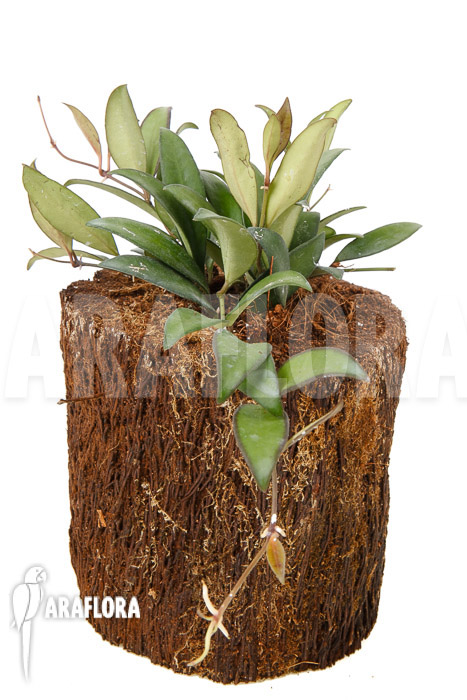 Hoya &lsquo;Rosita&rsquo; ( wayetii x tsangii)