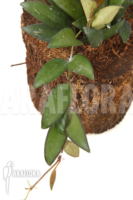 Hoya &lsquo;Rosita&rsquo; ( wayetii x tsangii)