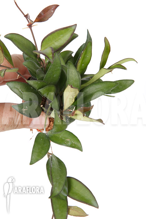 Hoya &lsquo;Rosita&rsquo; ( wayetii x tsangii)