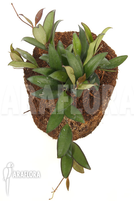 Hoya &lsquo;Rosita&rsquo; ( wayetii x tsangii)