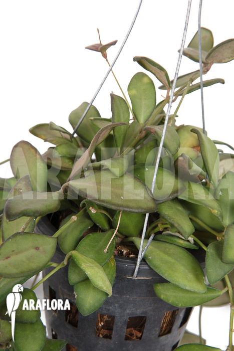 Hoya sp aff Burtoniae