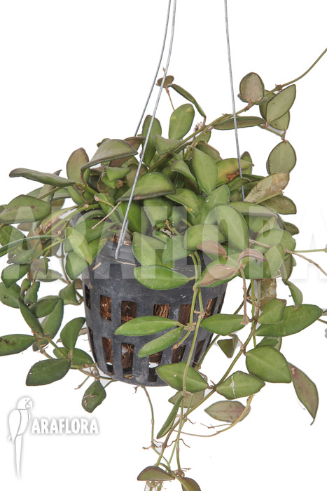 Hoya sp aff Burtoniae