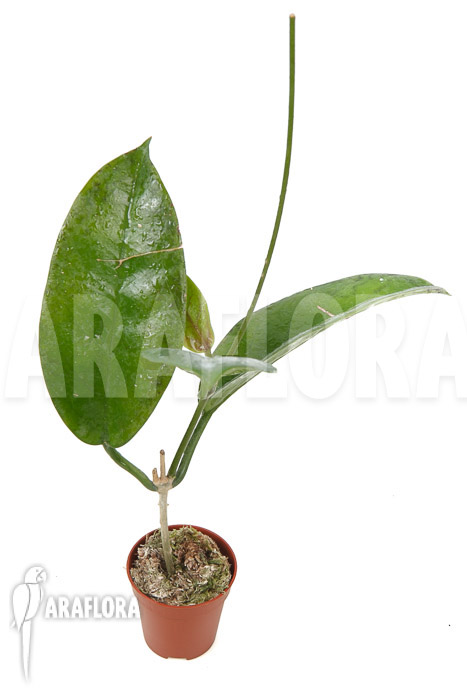 Hoya sp &lsquo;ut 029&rsquo;