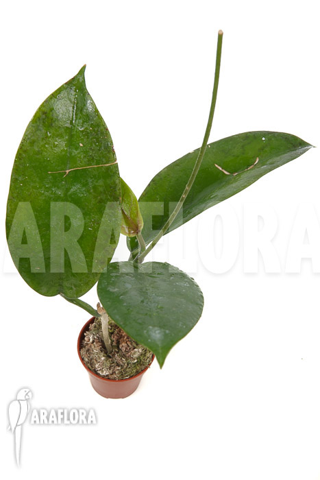 Hoya sp &lsquo;ut 029&rsquo;