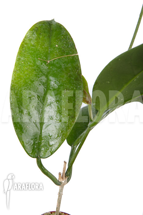 Hoya sp &lsquo;ut 029&rsquo;