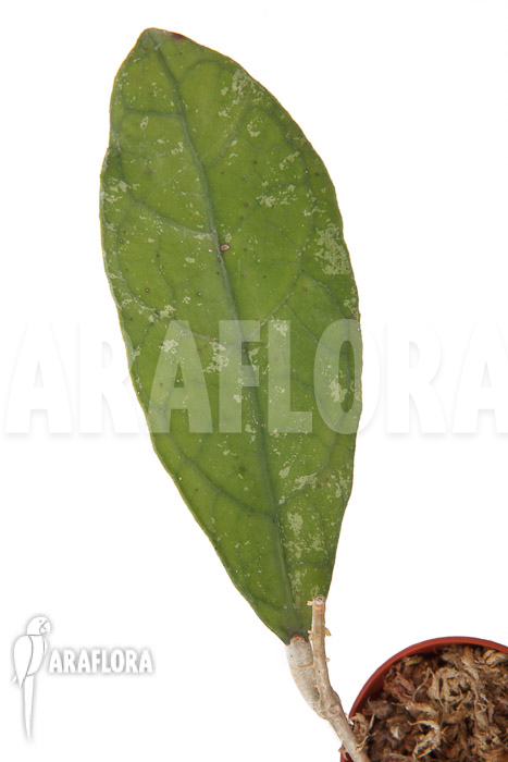 Hoya species &lsquo;Perak srg 3227&rsquo;