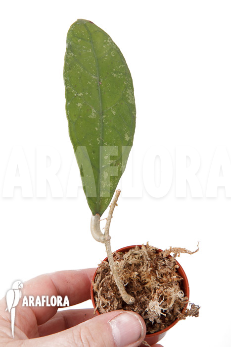 Hoya species &lsquo;Perak srg 3227&rsquo;