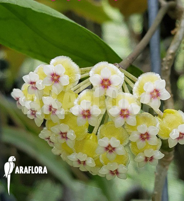 Hoya species &lsquo;Perak srg 3227&rsquo; flower