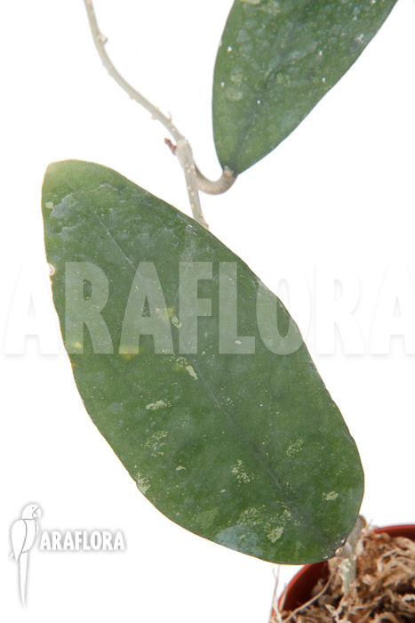 Hoya species &lsquo;UT 168&rsquo;