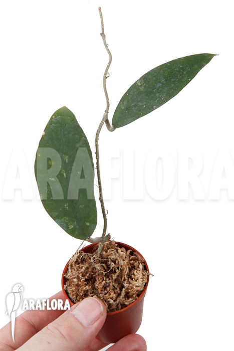 Hoya species &lsquo;UT 168&rsquo;