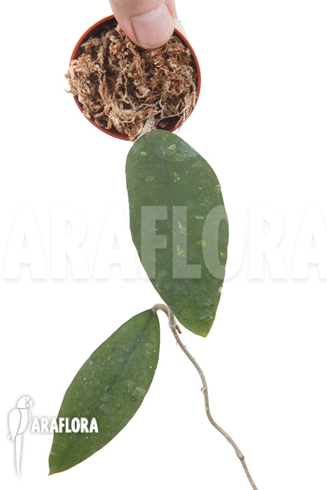 Hoya species &lsquo;UT 168&rsquo;