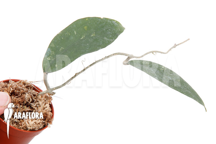 Hoya species &lsquo;UT 168&rsquo;