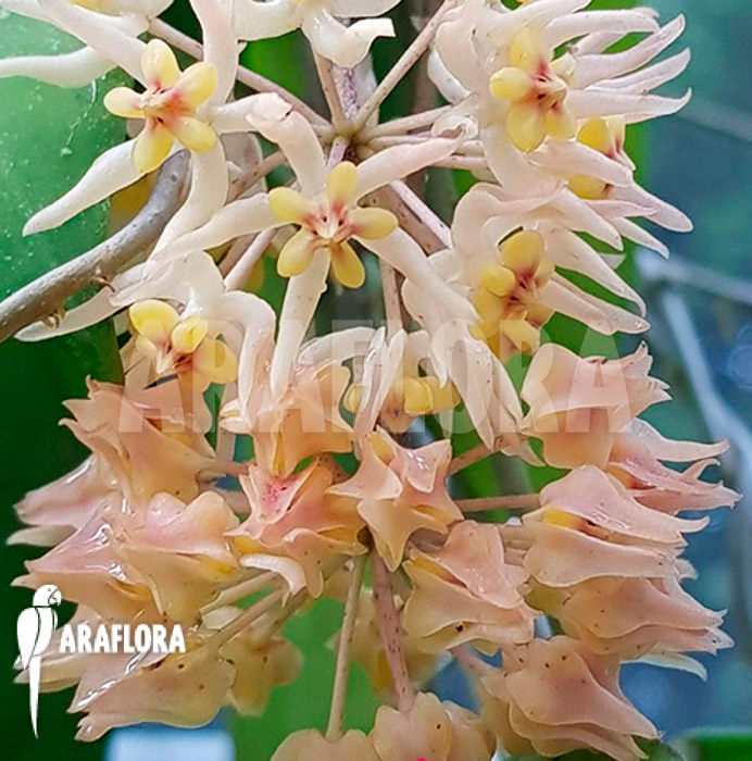 Hoya species &lsquo;UT 168&rsquo; flower
