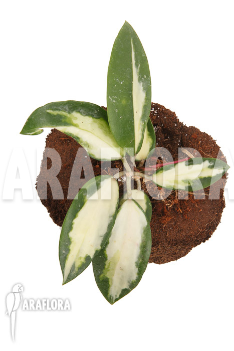 Hoya verticilata variegata