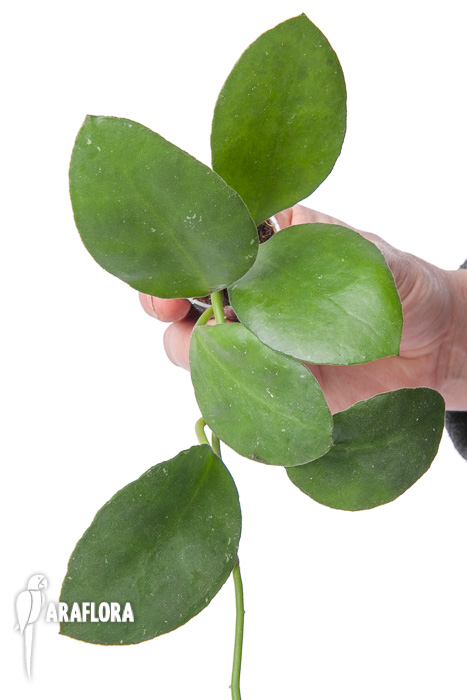 Hoya waymaniae Sabah &lsquo;Starter&rsquo;
