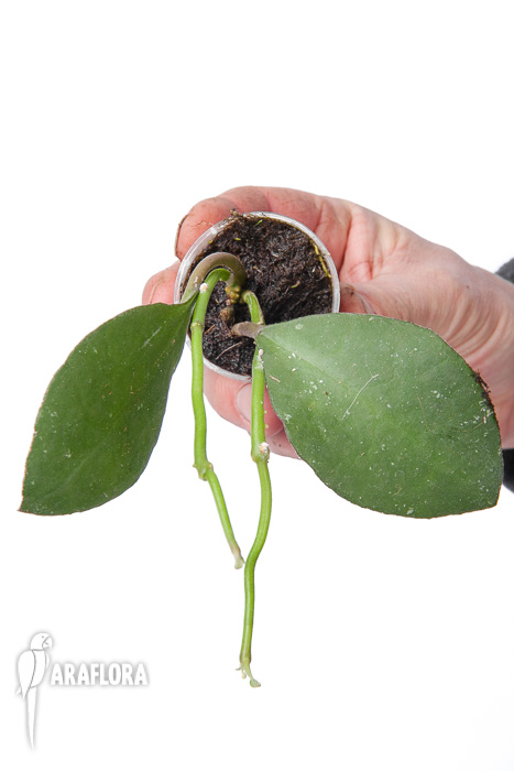 Hoya waymaniae Sabah &lsquo;Starter&rsquo;