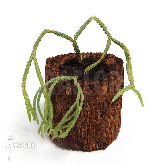 Huperzia &lsquo;Lycopodium&rsquo; carinata