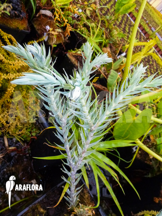 Huperzia &lsquo;Lycopodium&rsquo; goebelii