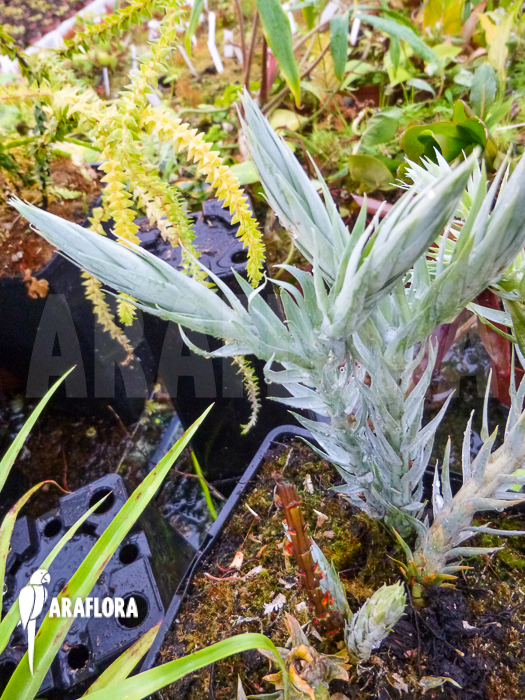 Huperzia &lsquo;Lycopodium&rsquo; goebelii