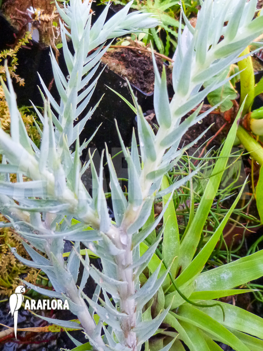 Huperzia &lsquo;Lycopodium&rsquo; goebelii