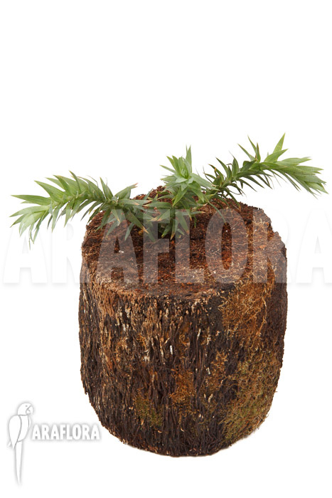 Huperzia &lsquo;Lycopodium&rsquo; goebelii &lsquo;S&rsquo;