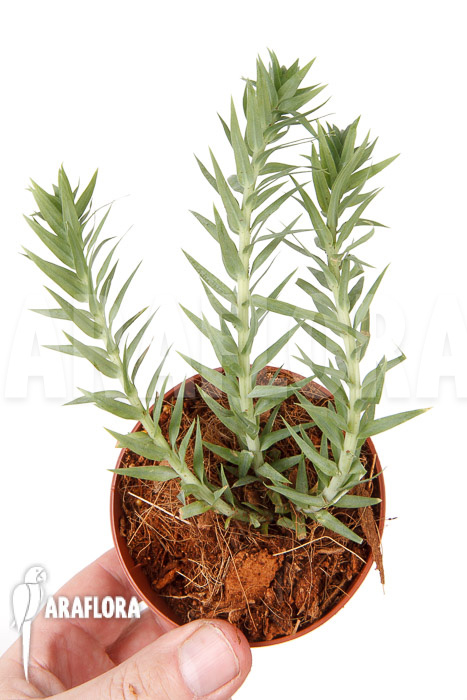 Huperzia &lsquo;Lycopodium&rsquo; goebelii &lsquo;S&rsquo;