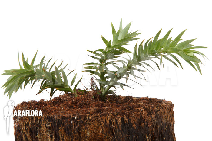 Huperzia &lsquo;Lycopodium&rsquo; goebelii &lsquo;S&rsquo;