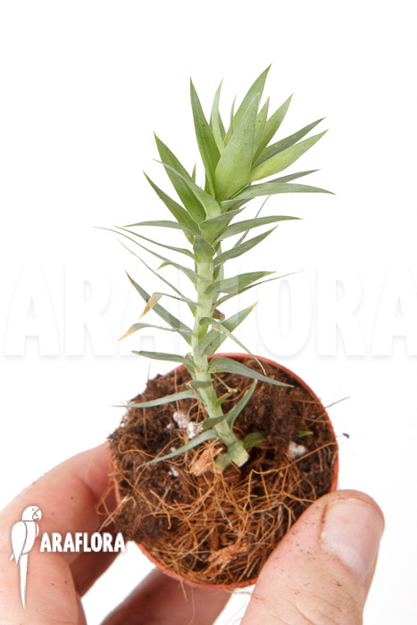 Huperzia &lsquo;Lycopodium&rsquo; goebelii Starter